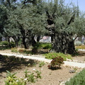 Garden of Gethsemanie