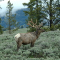 a stunning bull elk