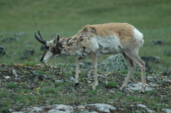 pronghorn antelope--very very fast. just not at this particular moment