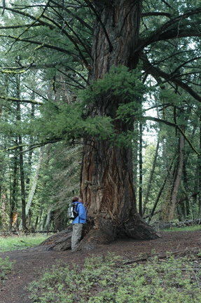 Lis looks up the trunk of what may be Yellowstone's oldest tree