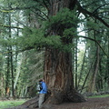 Lis looks up the trunk of what may be Yellowstone's oldest tree