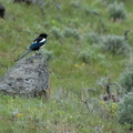 Magpie. these little birds are all over the place!