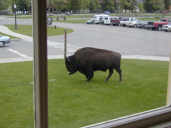 so we're eating dinner and we look out the window and HELLO, there's a buffalo.