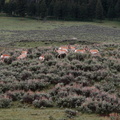 a pronghorn party!