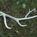 elks shed their antlers every season. we found many great specimens