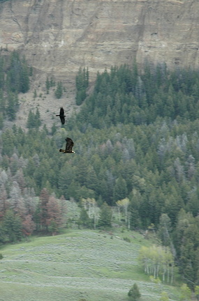 a raven &quot;mobs&quot; a significantly larger-than-him golden eagle