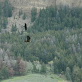 a raven "mobs" a significantly larger-than-him golden eagle