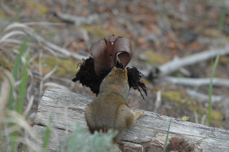 this little red squirrel was DETERMINED to get a hold of this piece of fleece caught on a post