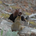 this little red squirrel was DETERMINED to get a hold of this piece of fleece caught on a post