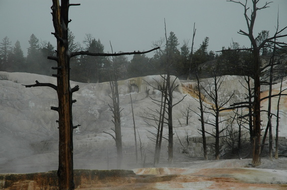 in the Mammoth Hot Springs area