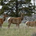 female elks pose for the camera