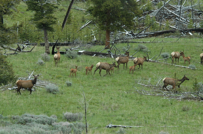 a huge gang of elk (yep, a &quot;gang&quot; is what you call a bunch of elk)