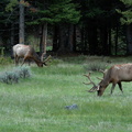 two bull elk grazing