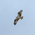an osprey flies overhead