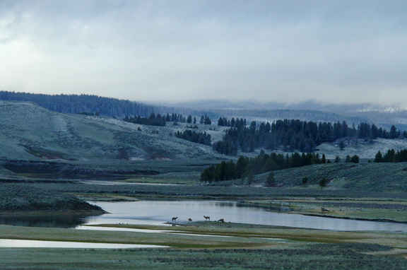 elk on the banks of the Yellowstone River