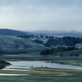 elk on the banks of the Yellowstone River