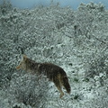 coyote in a winter wonderland