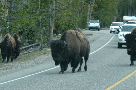 Bison always have right-of-way in the park