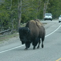 Bison always have right-of-way in the park
