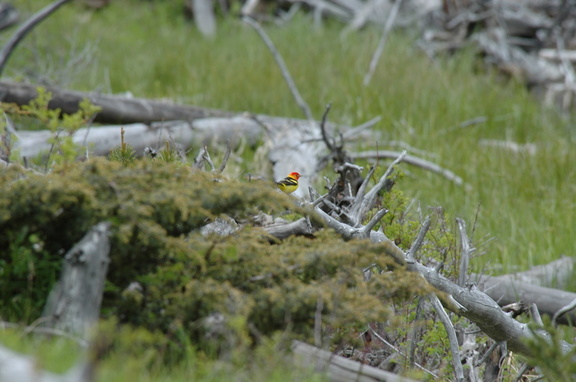 Western Tanager, a very pretty bird we don't have on the east coast.
