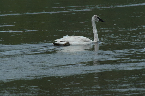 Trumpeter swan, the largest waterfowl in the US.