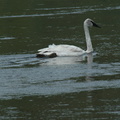 Trumpeter swan, the largest waterfowl in the US.