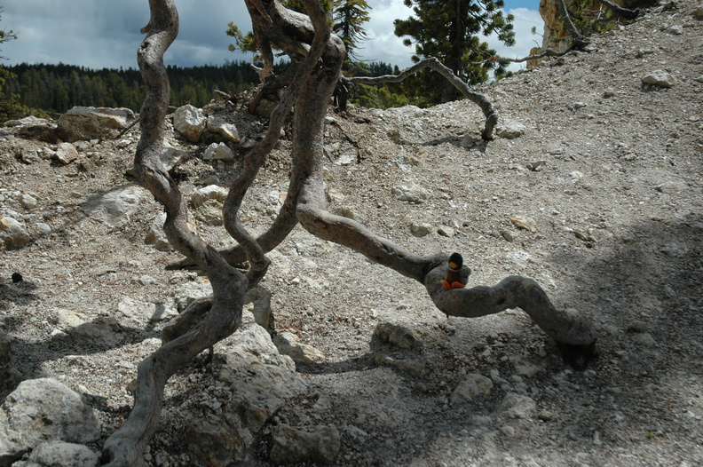 This tree's twisted tortured root system is the result of erosion.
