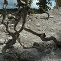 This tree's twisted tortured root system is the result of erosion.