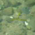 Floating seaweed
