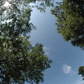 Trees and sky