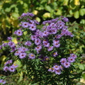 New England asters