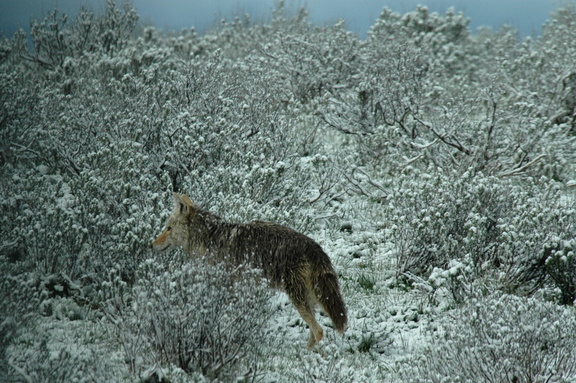 Coyote in snow