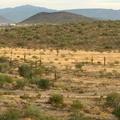 Dry grass and cactus