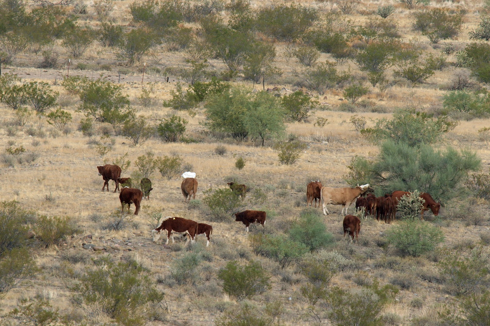 Cows