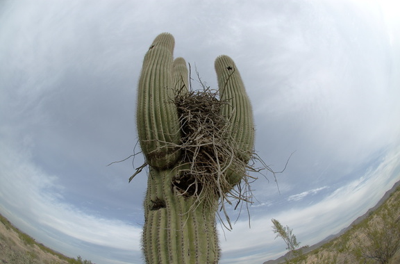 Cactus nest
