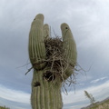 Cactus nest