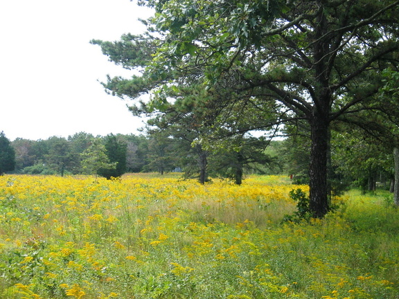 Goldenrods and trees