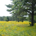 Goldenrods and trees