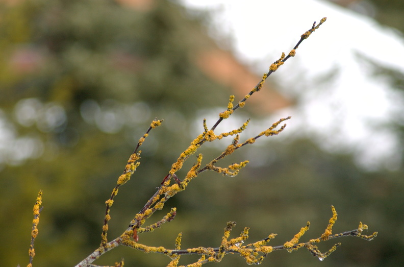Lichen on a tree branch