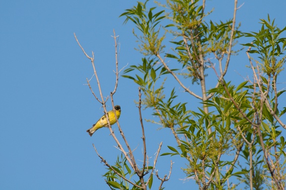 Some sort of western goldfinch