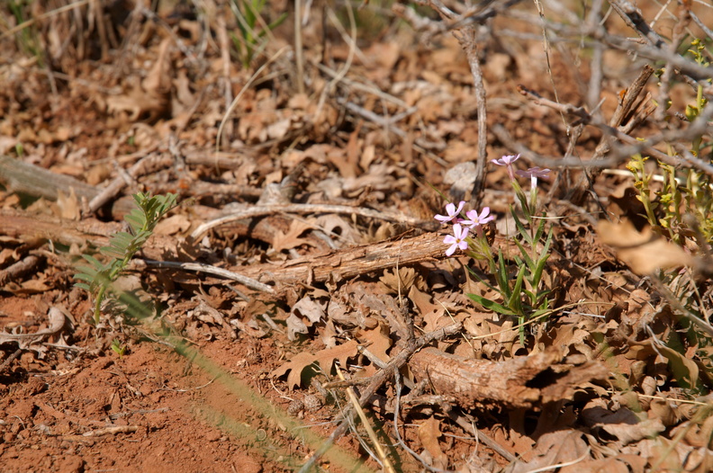 Flowers at Kolob Canyons