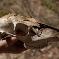 We found a deer skull in the woods