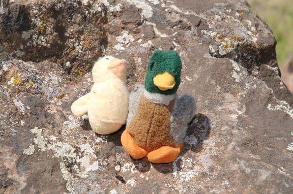 NOT Duck and a long-lost cousin from the geocache