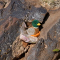NOT Duck and another geocache
