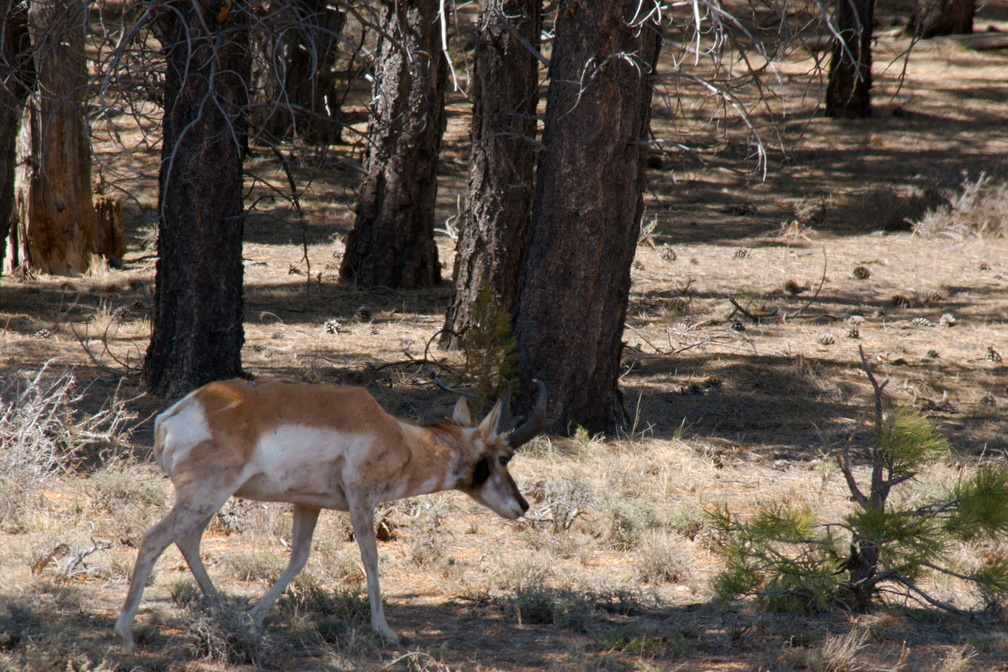 Pronghorn antelope