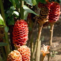 we called these tropical pine cones