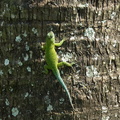 emerald swift lizard (AKA green spiny lizard)