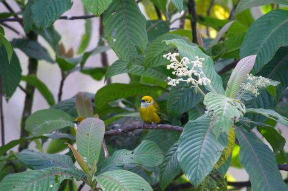 Silver-throated Tanager (in captivity)