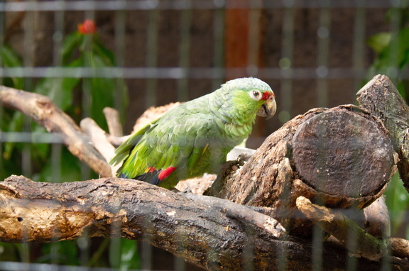 Red-lored Parrot (in captivity)