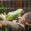 Red-lored Parrot (in captivity)
